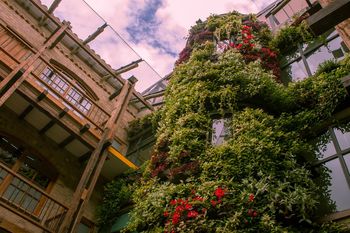 Muros Verdes Medellín y Bogota